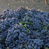 Load image into Gallery viewer, 2020  Austin Hope Cabernet Paso Robles