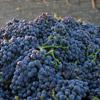 2020  Austin Hope Cabernet Paso Robles
